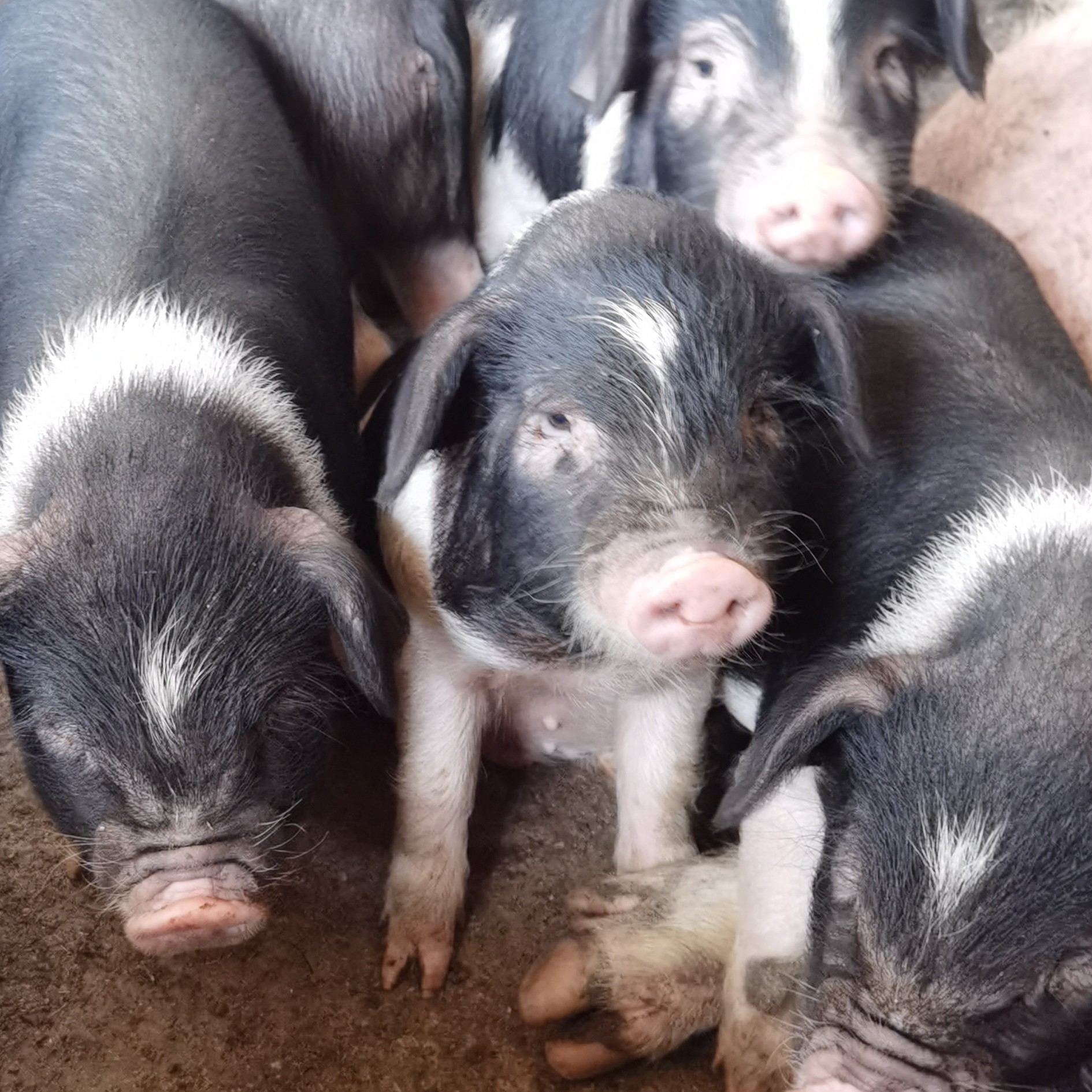 农村熟食喂养宁乡花猪前腿肉