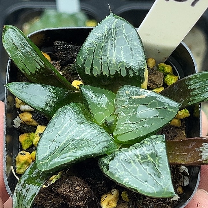 151巨大化冰河寿锦