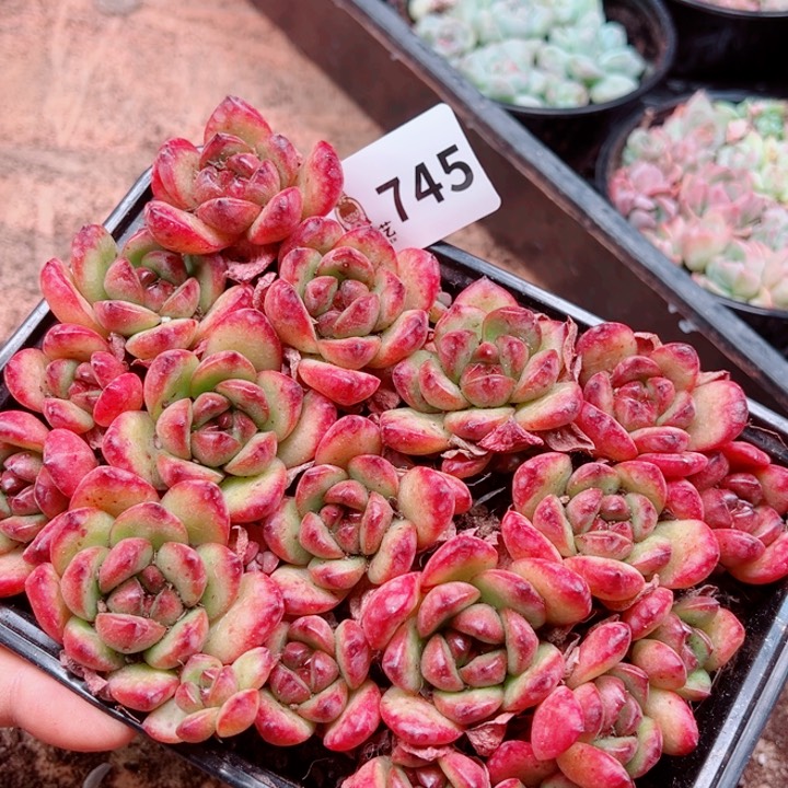 多肉植物多肉植物