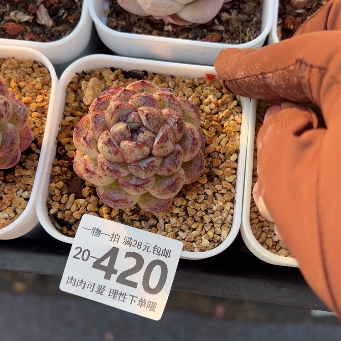 赤水晶多肉多肉多肉多