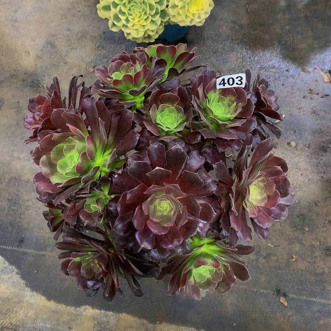 尒**7403欧若拉8888888多肉