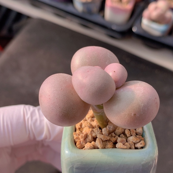 035 库福奶酪 木质