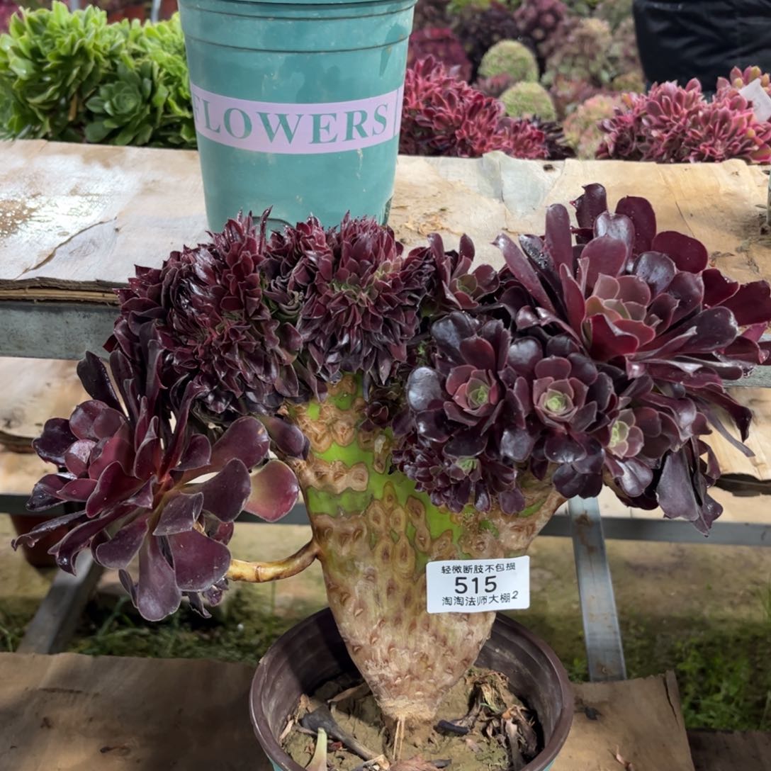 515欧紫缀化多肉植物法师