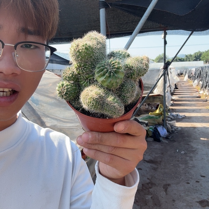 M***。大量花朵（建议范围：8朵-15朵 或40%以上）彩草哈哈哈哈哈哈哈