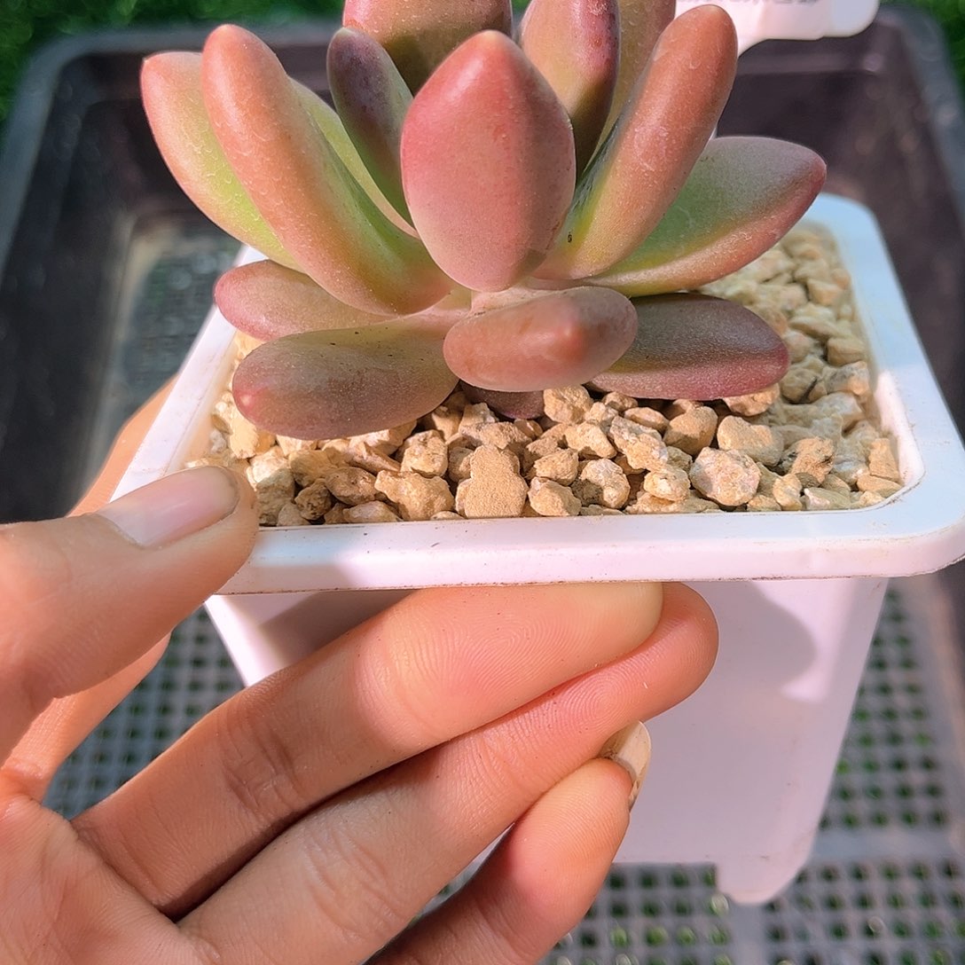 卉森精品多肉编号155