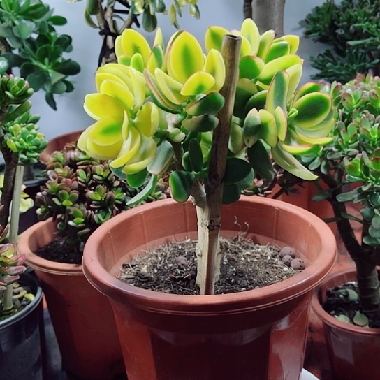 耕***处2167新花月锦带土球发