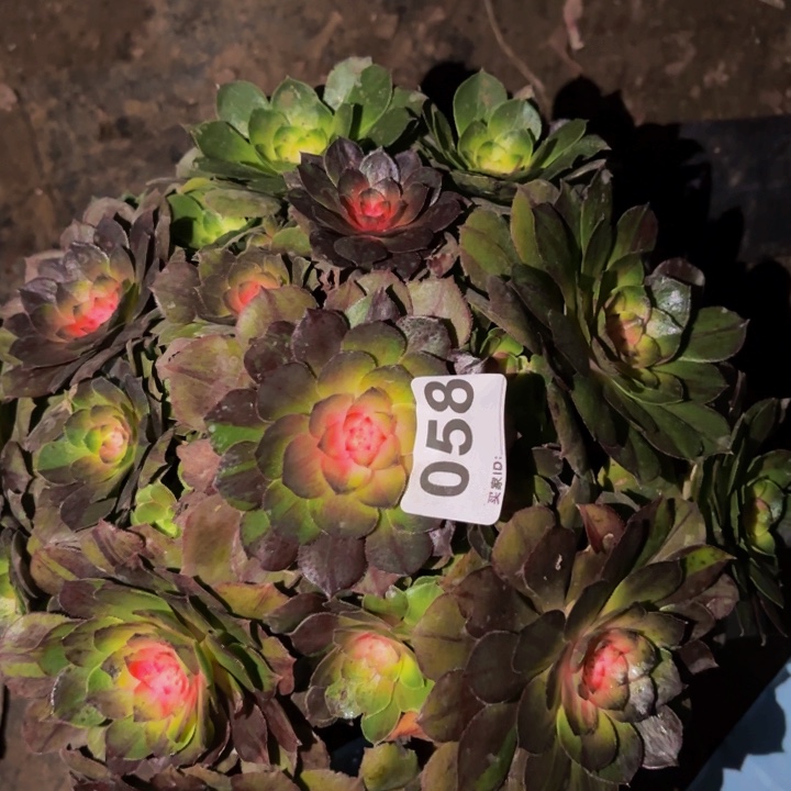 058墨染花月夜科技锦多肉植物不售后