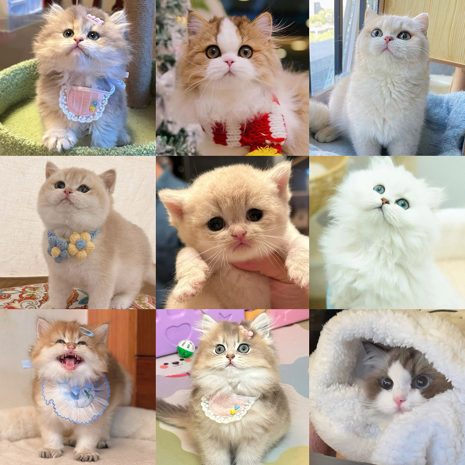 【宝强家的萌猫】精品健康活体幼猫