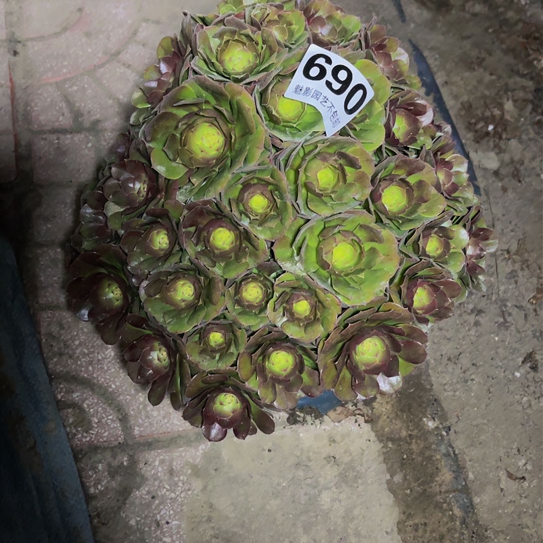 法师法师14–21包邮法师