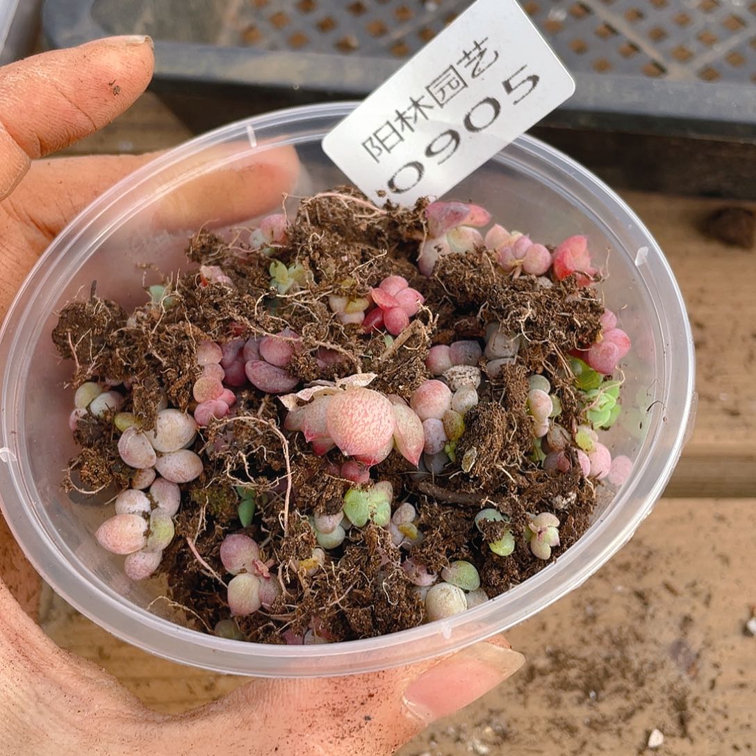 多肉植物多肉植物905