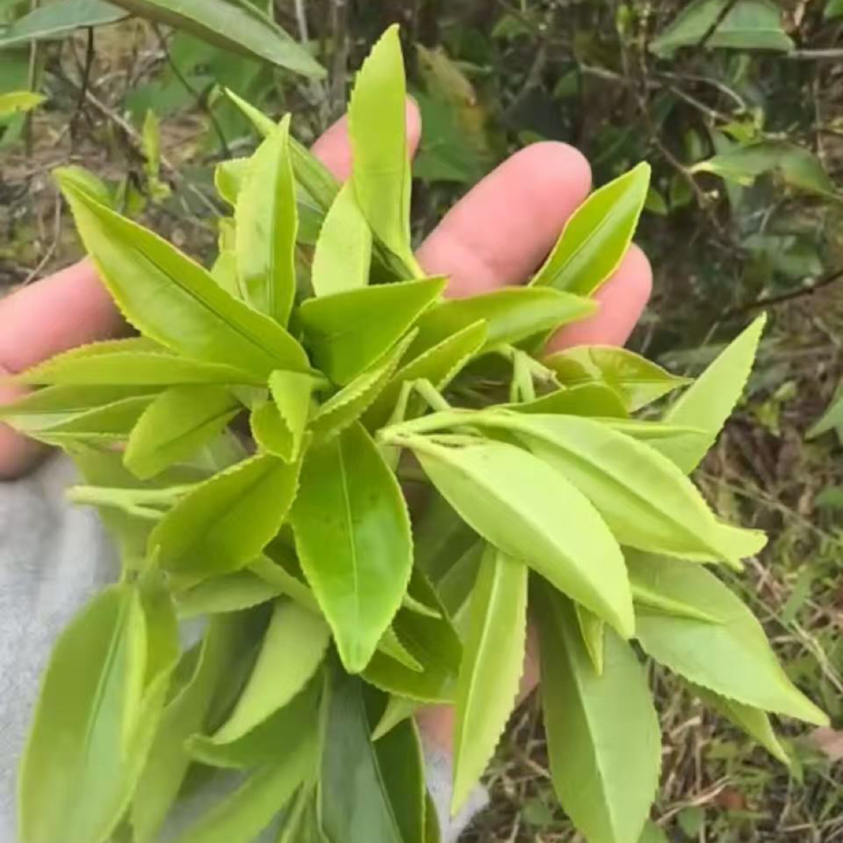 凤凰单丛（老树蜜兰香）春茶中汤型蜜韵甘甜爽口