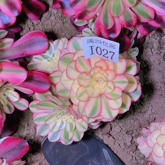 倾城多肉植物1027