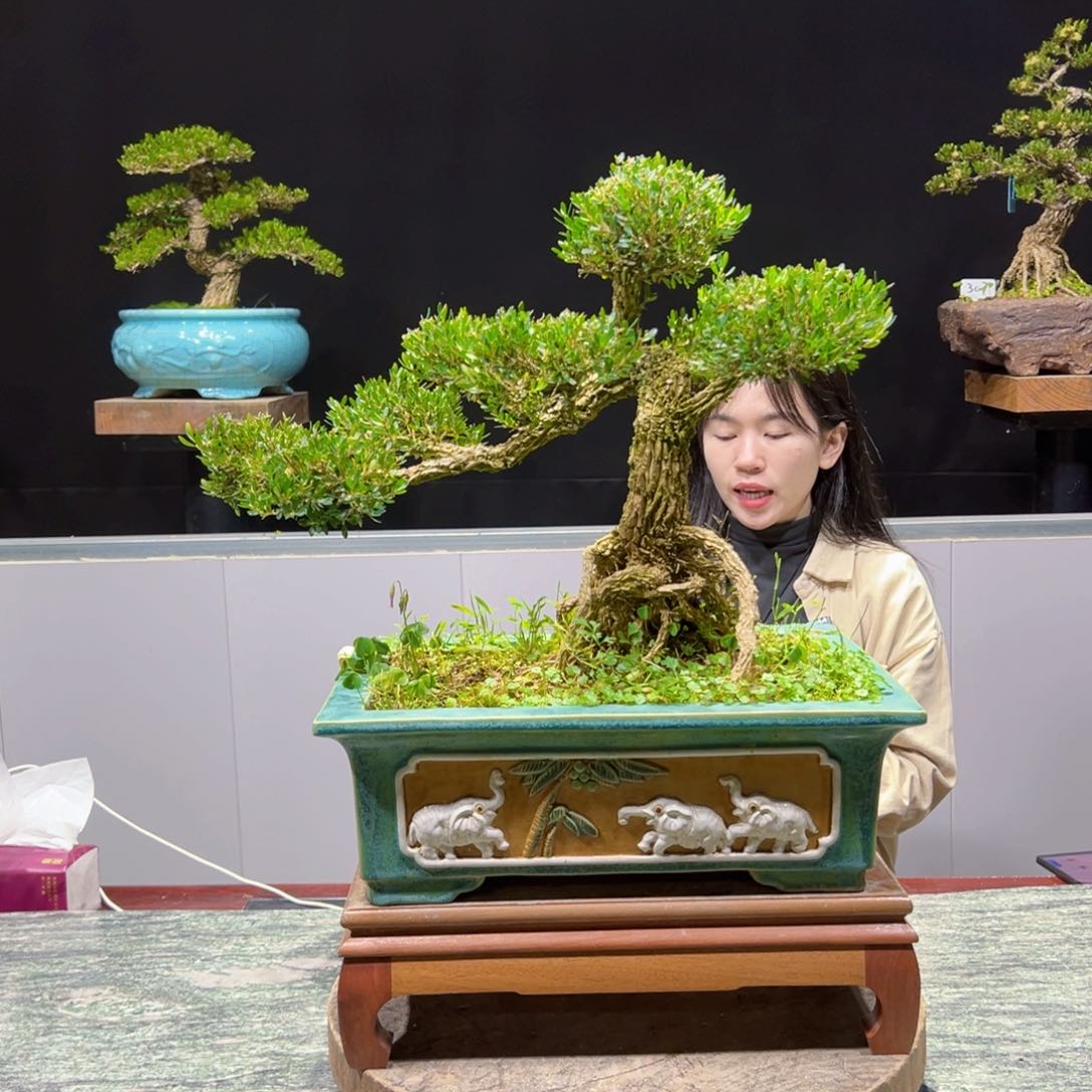 黄杨盆景老桩四季常青