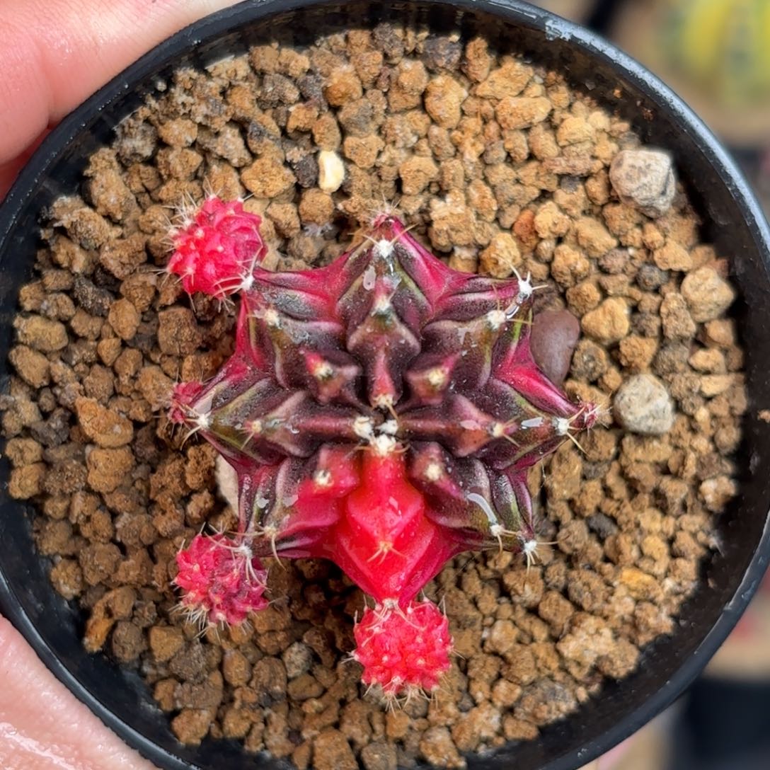 泰系米哈仙人球101