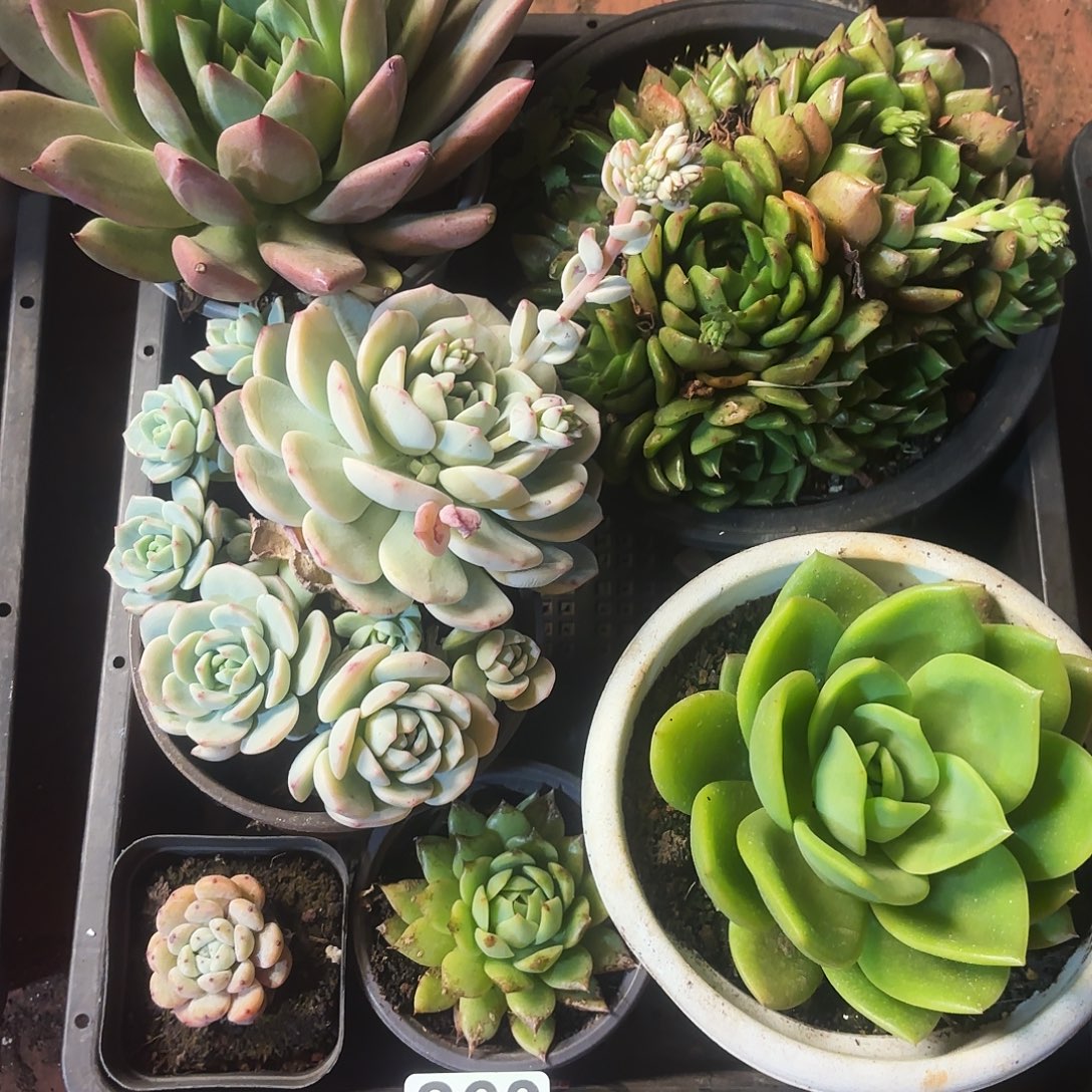 翠花，芭比舞者，香草巨人黑水晶雪爪