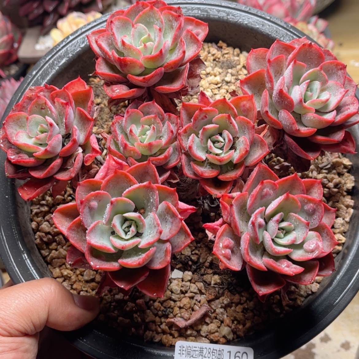 【闪购商品】160雨滴