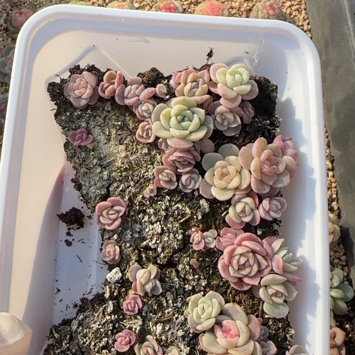 12王者系列种播苗一盒