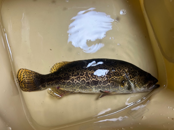 淡水原生斑鳜鱼凶猛观赏鱼