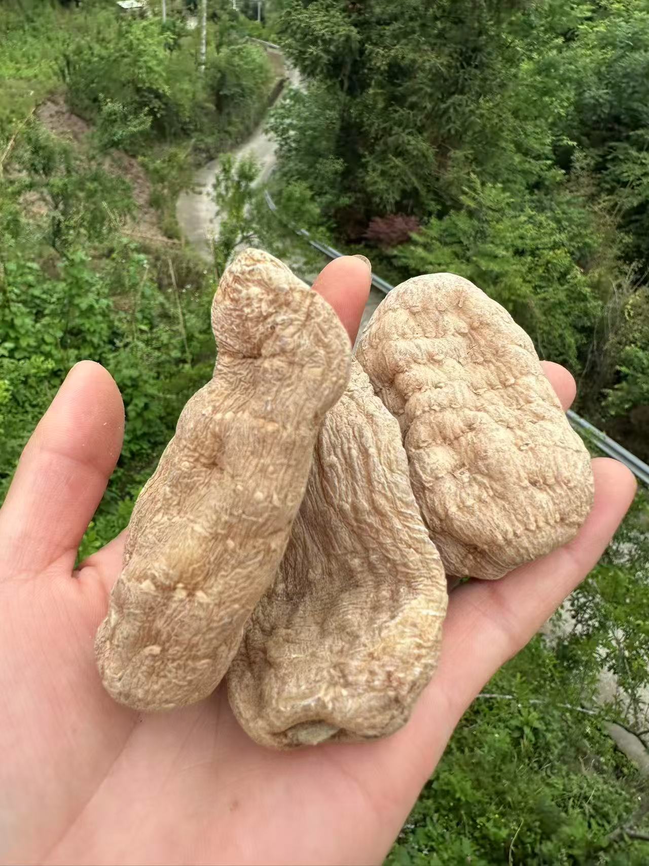 重庆城口高山天麻（天麻片，天麻果）