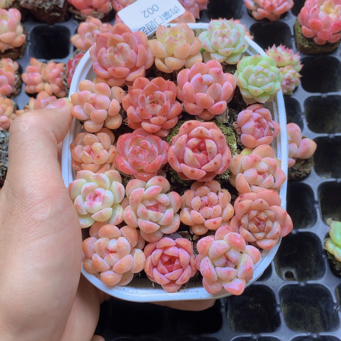 我要去看电影了啊我要002