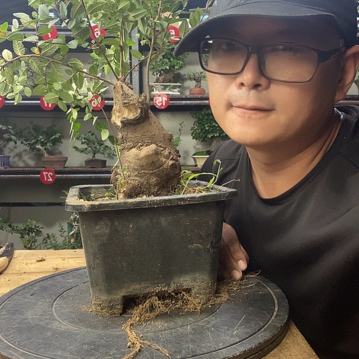 镜***无花朵小叶榔榆托盘哦