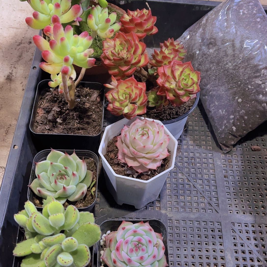 多肉619多肉植物