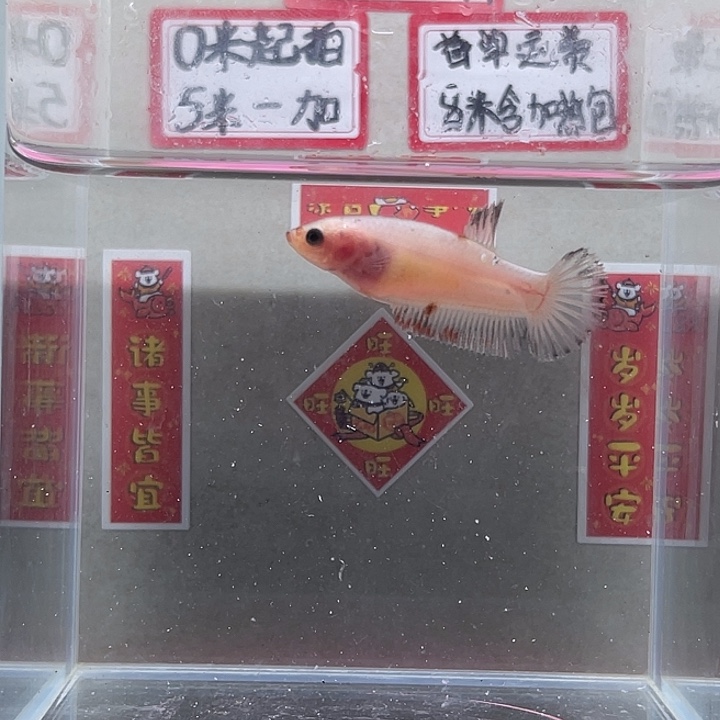 斗鱼泰国斗鱼母鱼混养不分公母