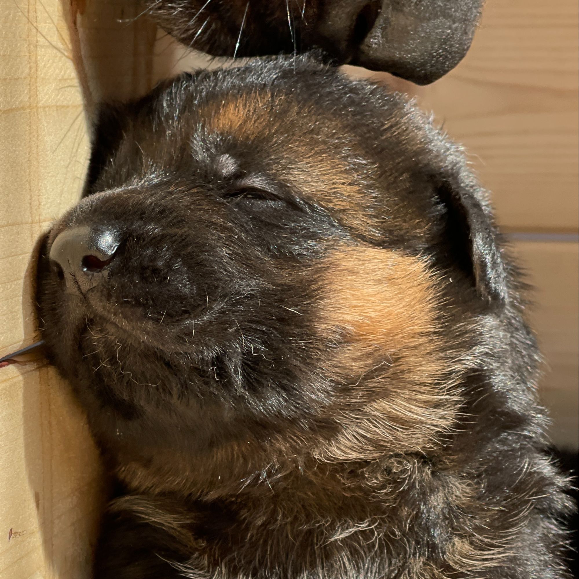 德国牧羊犬出生纸邮件