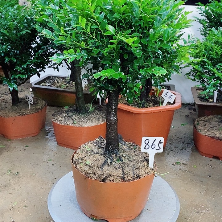 当前无花栽培后可以开花