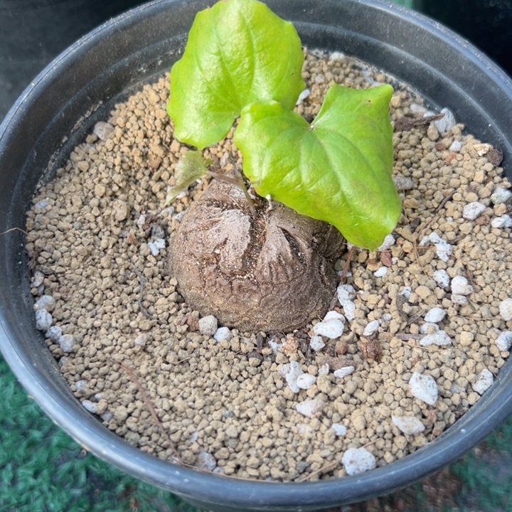 南非龟，一物一拍，