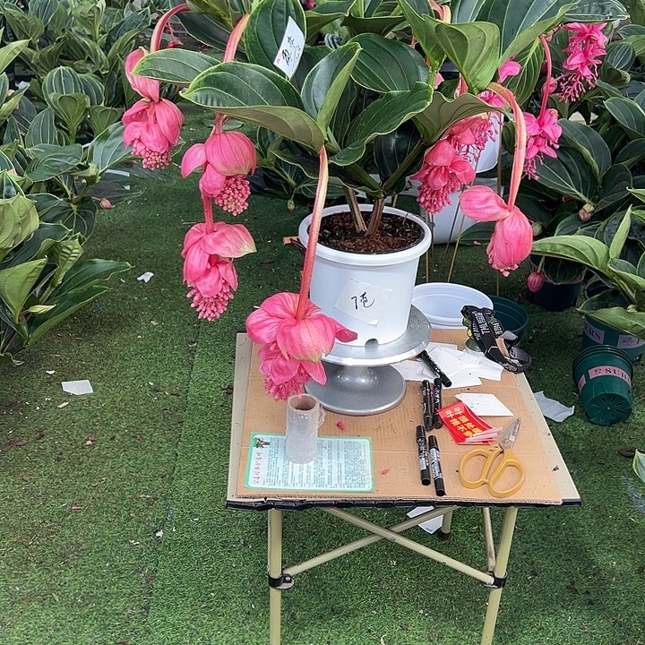 枣***枣少量花朵（建议范围：2朵-5朵 或40%以下）