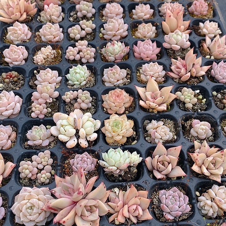 140 多肉植物盆栽花卉植物