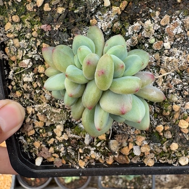 橘落 4头 一物一拍