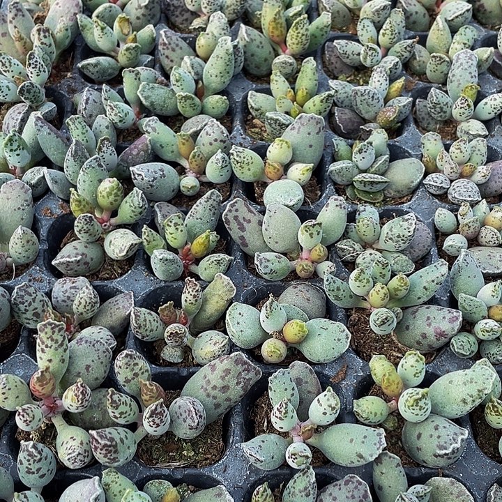 小海豹1.5带土发货