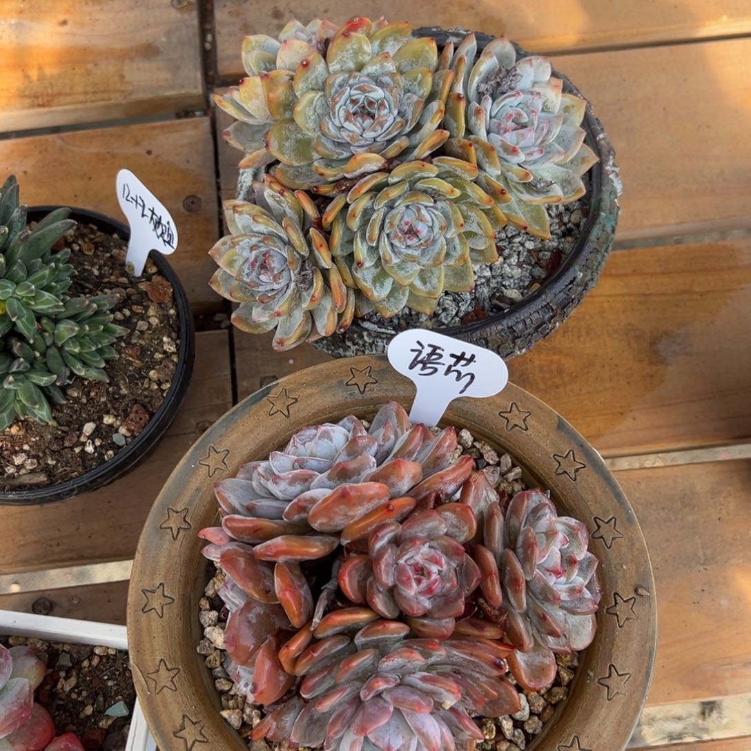 语***芯石榴籽星影组合两颗语芯拍发货