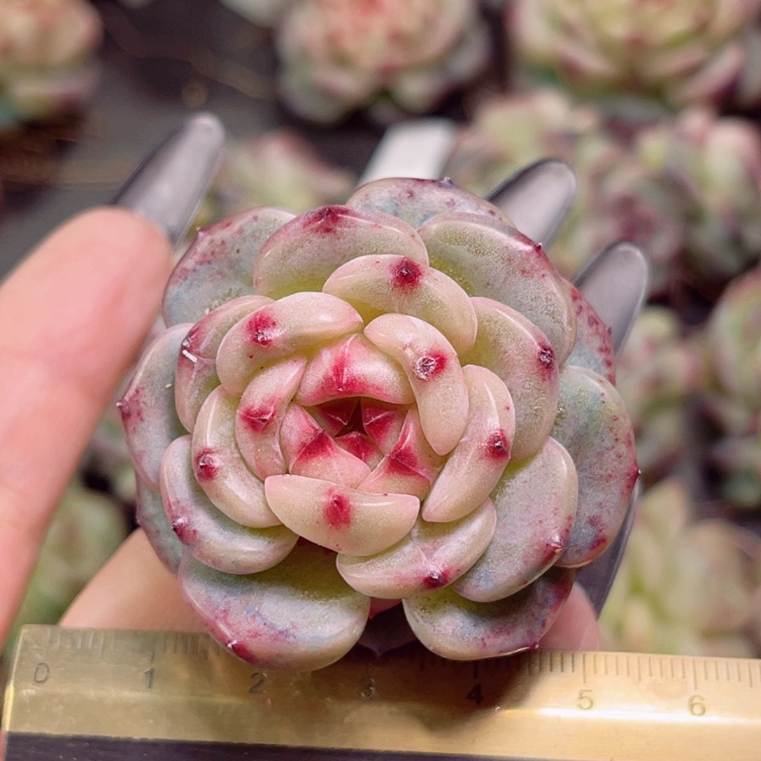 ?****JE704一物一拍 小酒窝