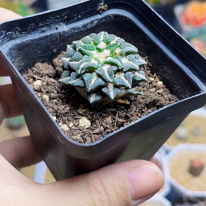 自根姬牡丹带盆发货