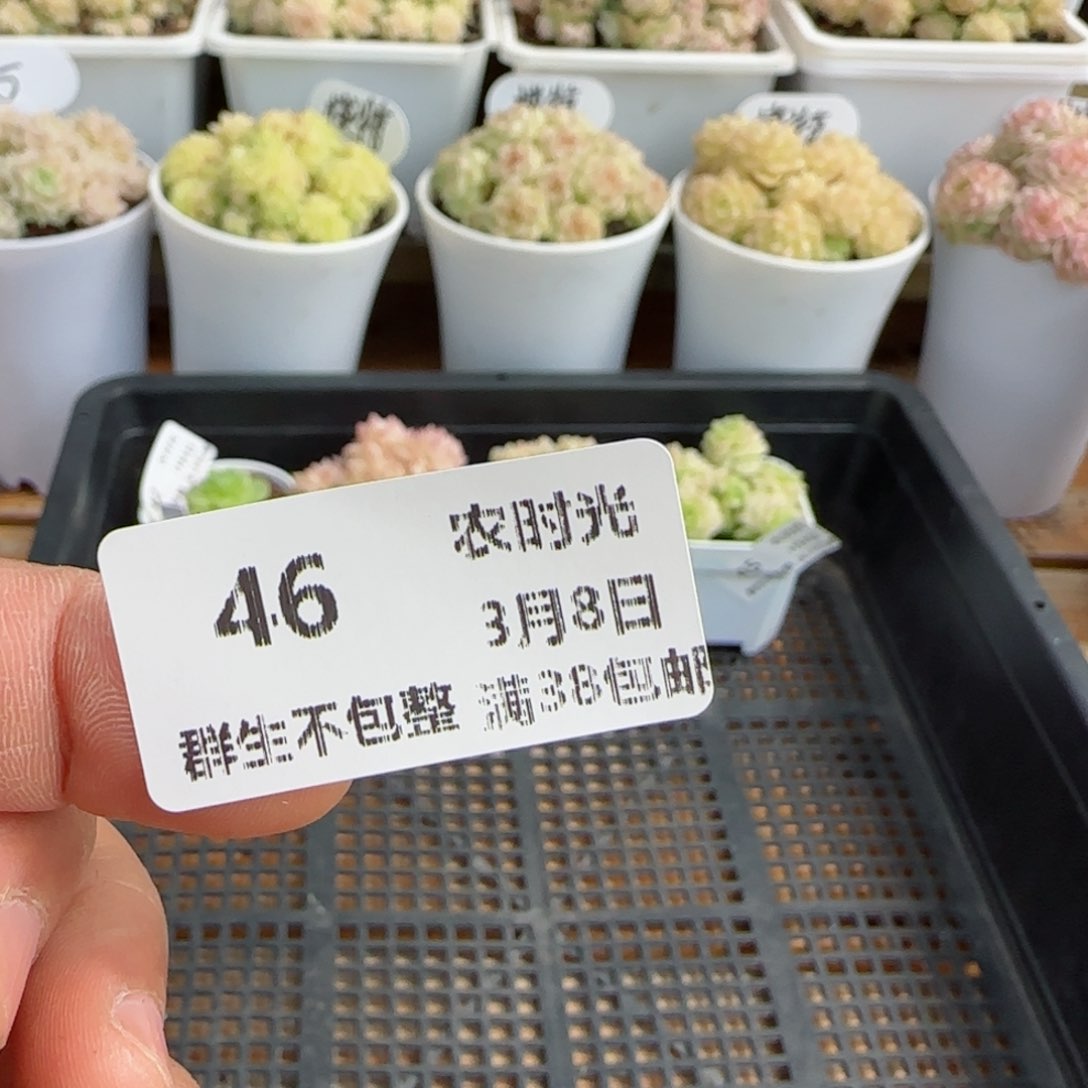 i**”【闪购商品】0308-46蜜桔-62