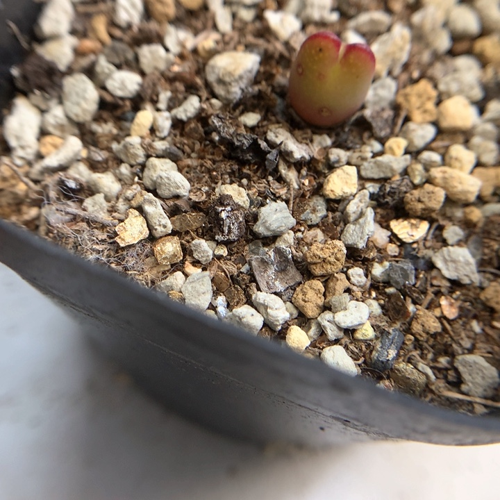 s*i专拍专拍 肉锥植物