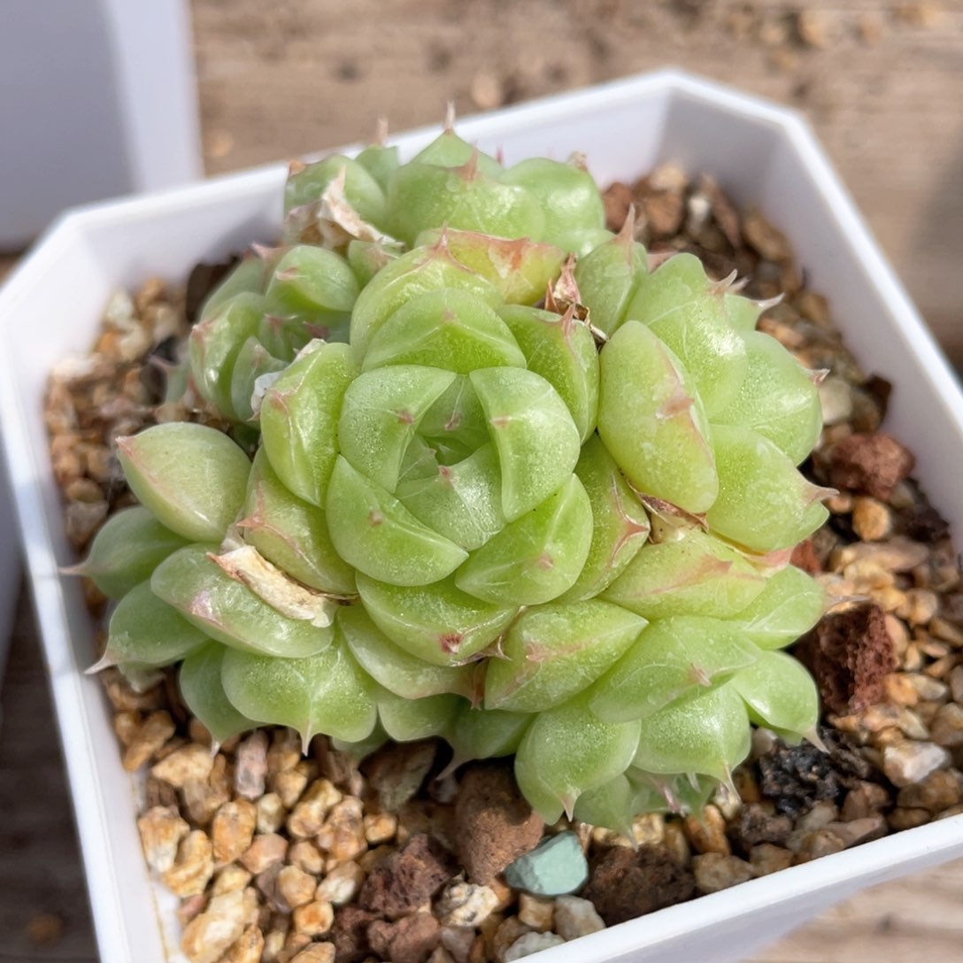 优选麦杆群生不包整943