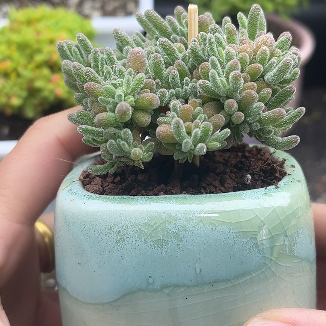 13冰晶带盆优选枝干