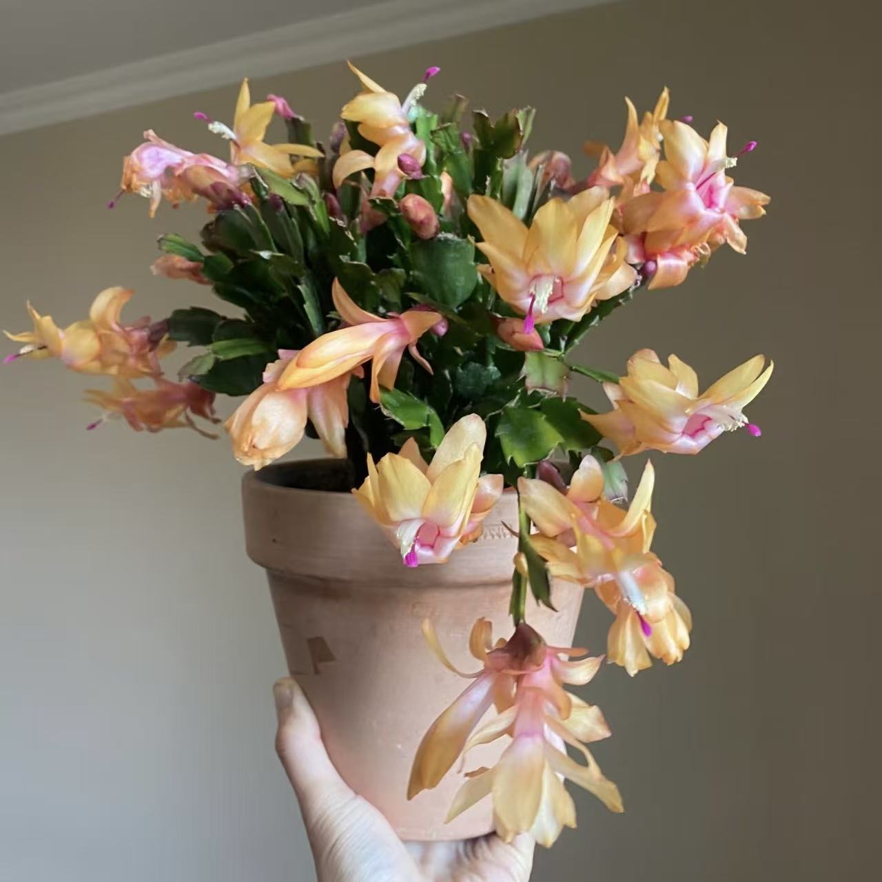 【索菲亚】蟹爪兰带花苞四季花卉多层花瓣阳台桌面好养易活