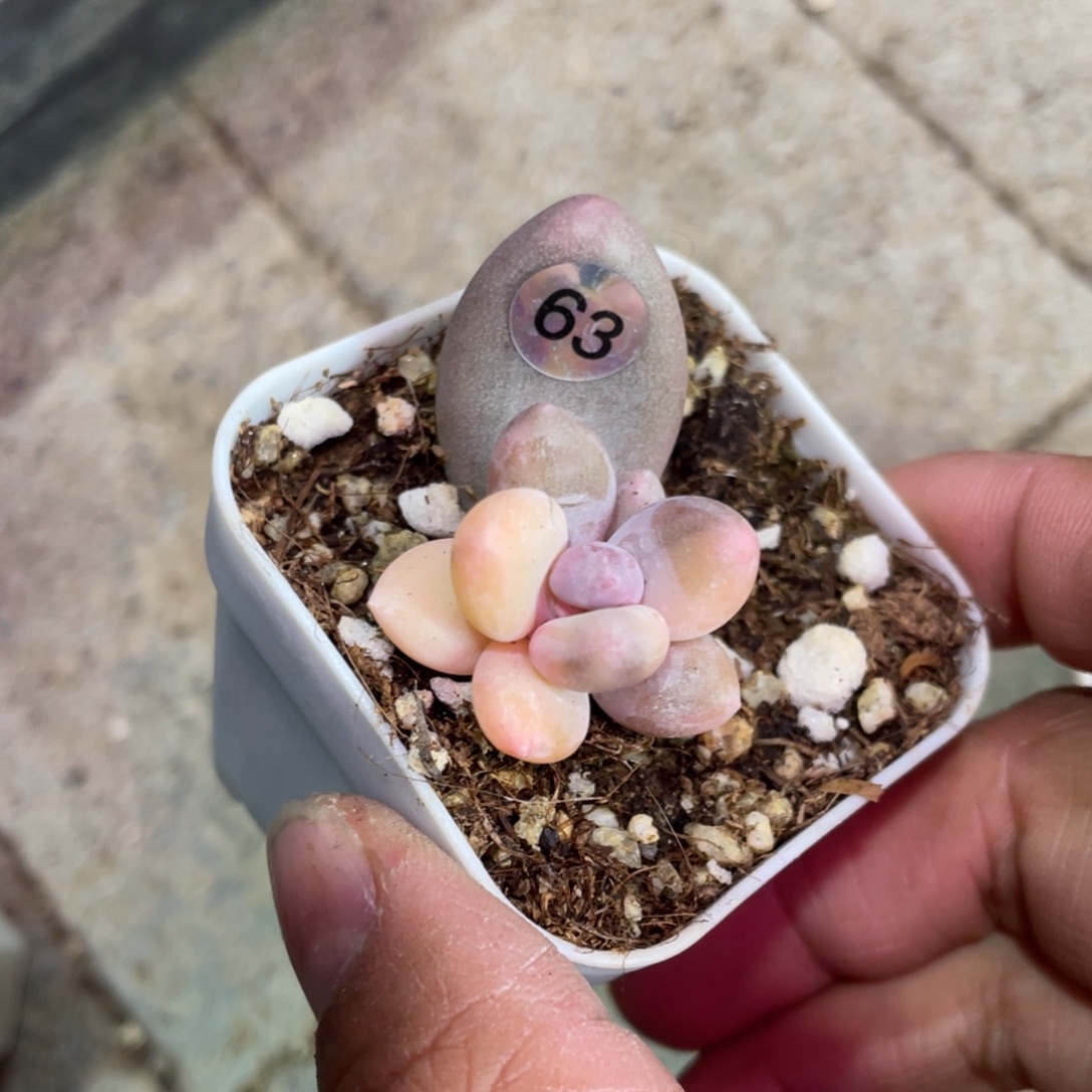 紫皮奶酪锦多肉植物