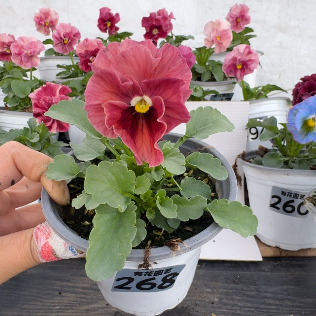 全部花朵268号角堇