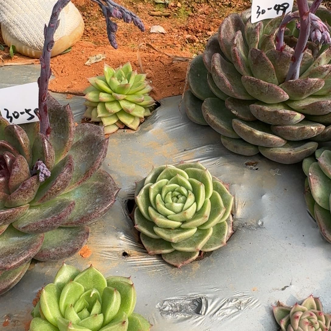 麦秆一颗一物一拍30-64