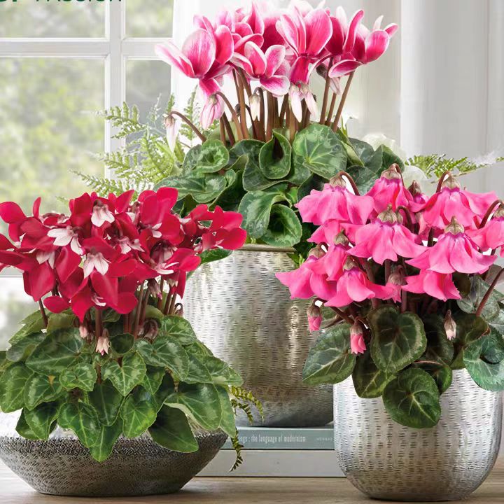 仙客来盆栽带花苞室内花卉四季开花大花重瓣好养观花植物