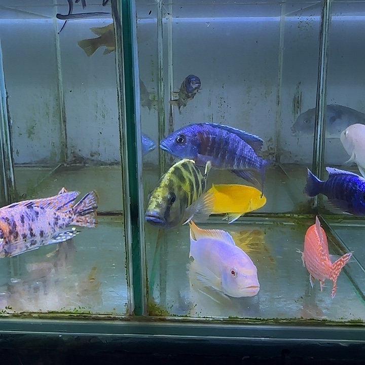 建***华海水鱼81号111111111