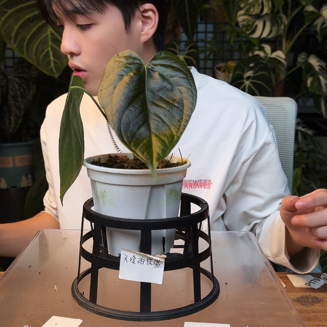 陈***u不开花植物I124女王之心