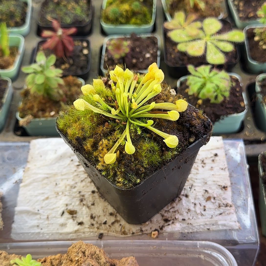 完全开放绿鹦鹉瓶子草