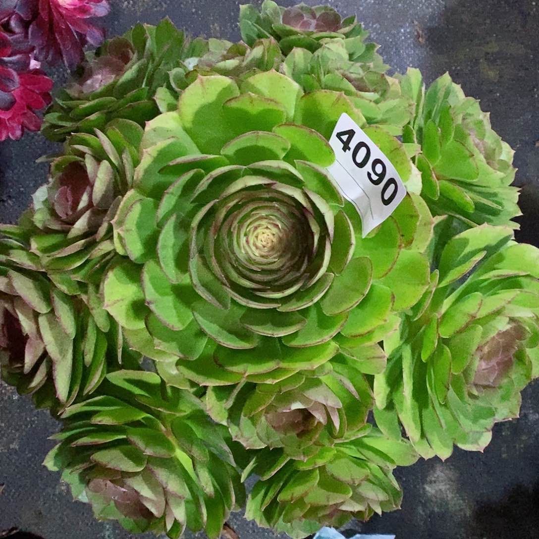 红陶4090万圣节多肉